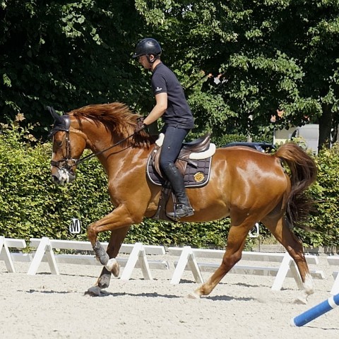 Pferd wird geritten