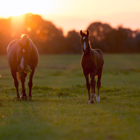 stute und fohlen im sonnenuntergang