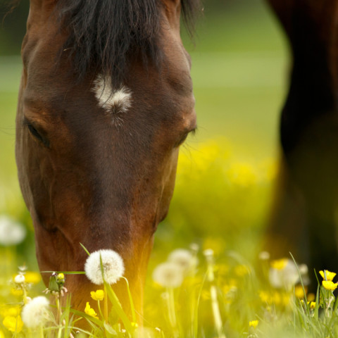 pferd frisst auf koppel