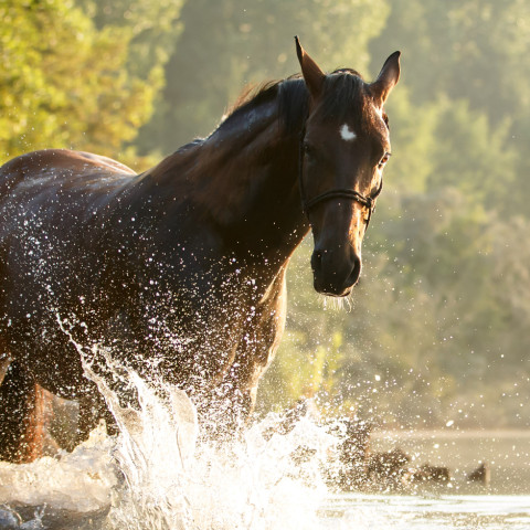 pferd plantscht im wasser