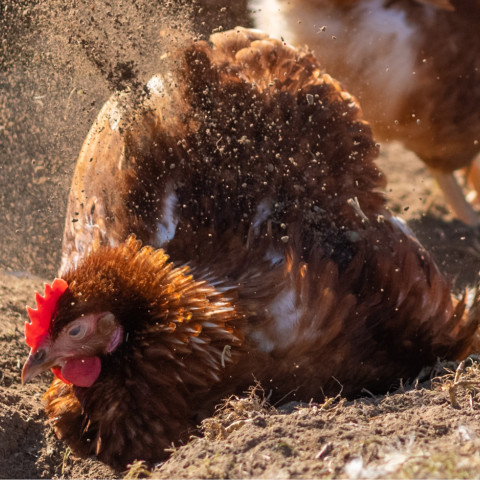 huhn macht sandbad
