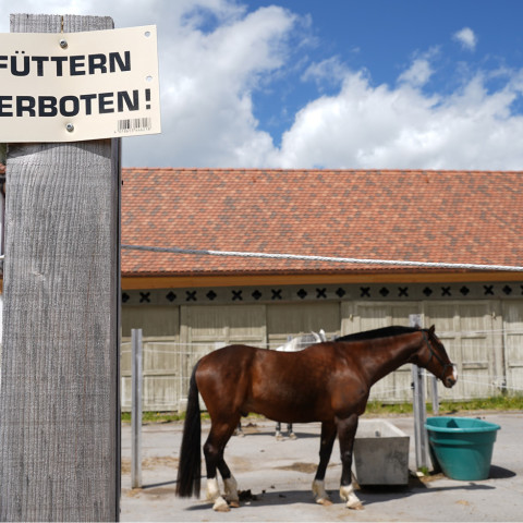giftpflanzen II