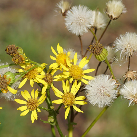 blüte jkk