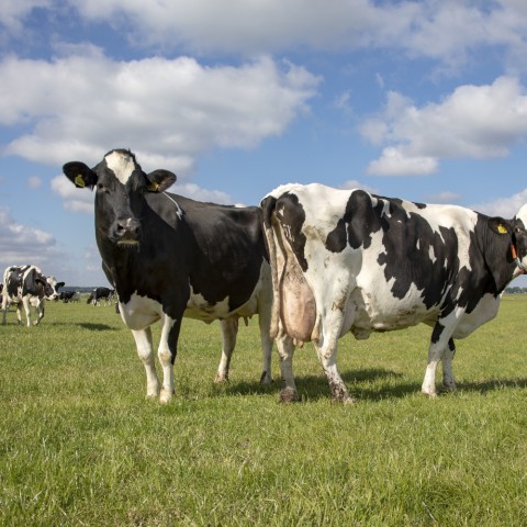 Holstein Friesian Kühe auf einer Weide