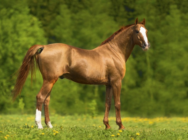 Braunes Pferd steht aufmerksam auf einer Wiese