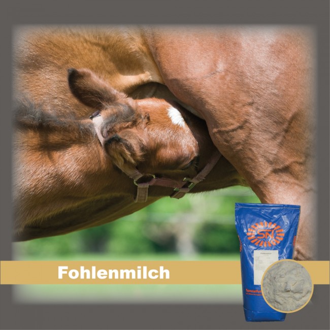 Fohlen trinkt bei der Mutter