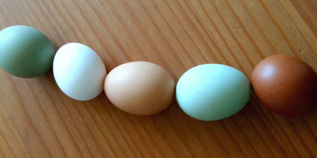 unterschiedlich farbige eier