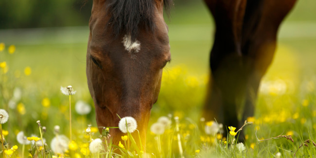 pferd frisst auf koppel