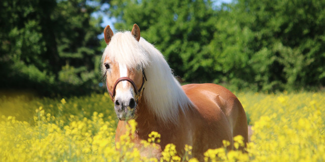 haflinger im rapsfeld