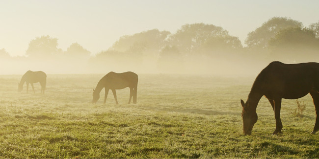 pferde grasen im nebel