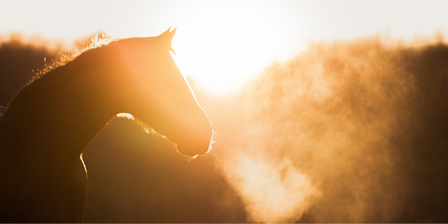 pferd in wintersonne
