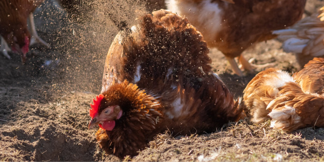 huhn macht sandbad