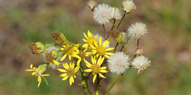 blüte jkk