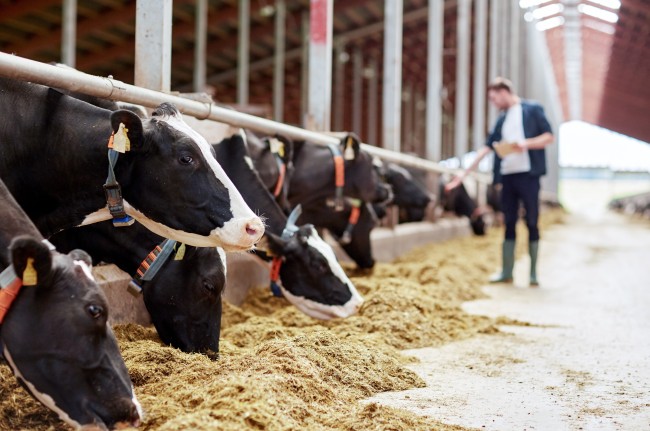 landwirt besucht seine kühe im stall