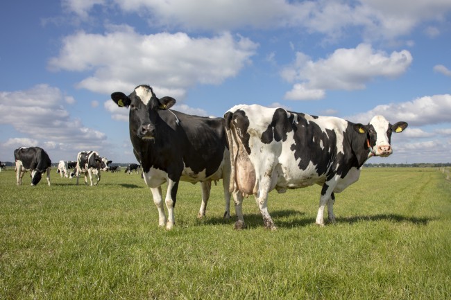 Holstein Kühe auf Weide