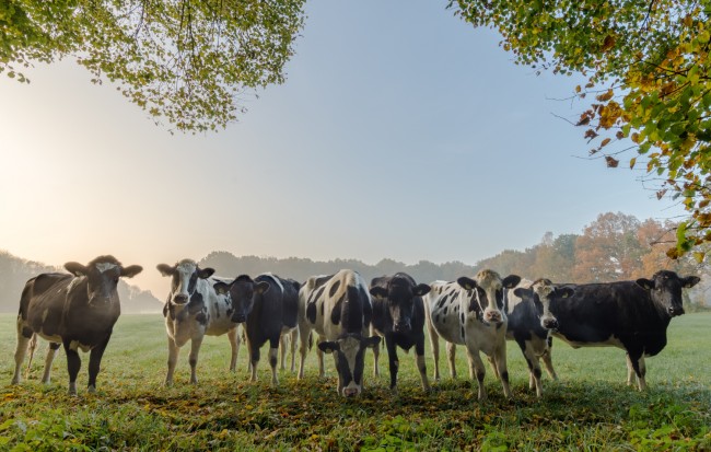 Weiderinder im Herbst