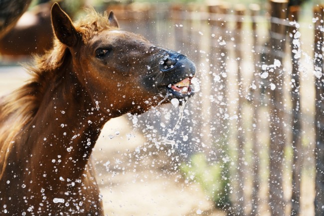 Pferd trinkt Wasser