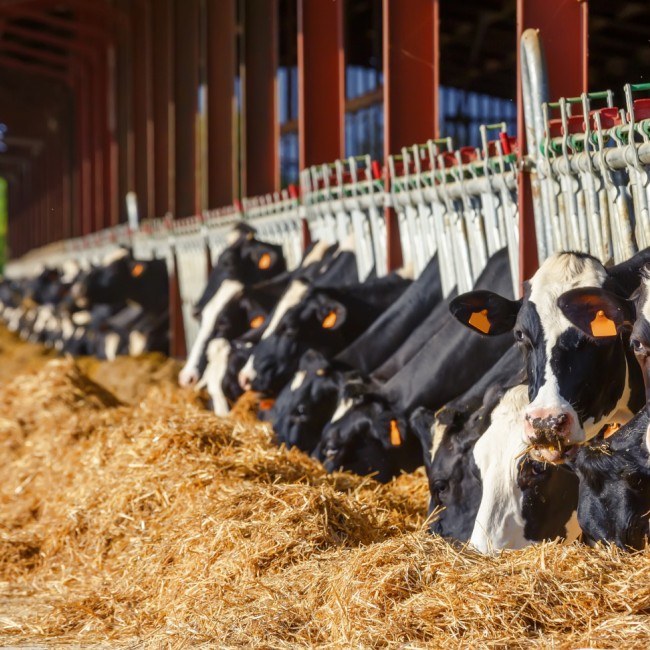 Holstein Friesian fressen im Stall