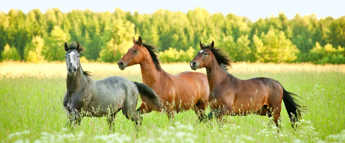 Drei Pferde rennen auf einer Wiese