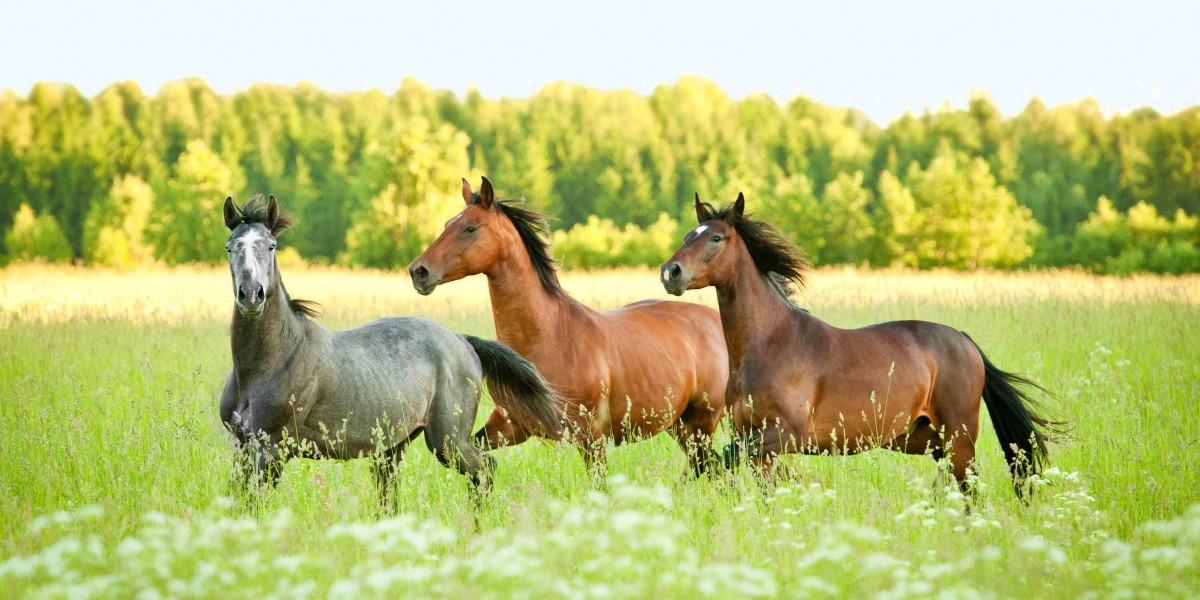 Drei Pferde rennen auf einer Wiese