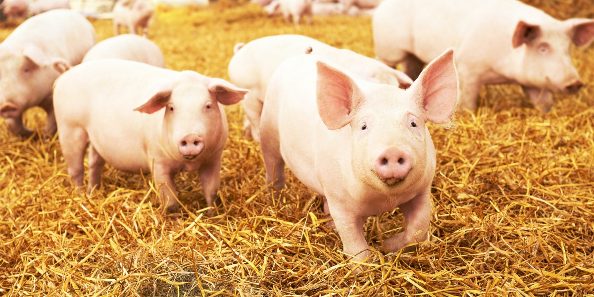 Förderung der Darmgesundheit bei Schweinen | Spezialfutter Neuruppin