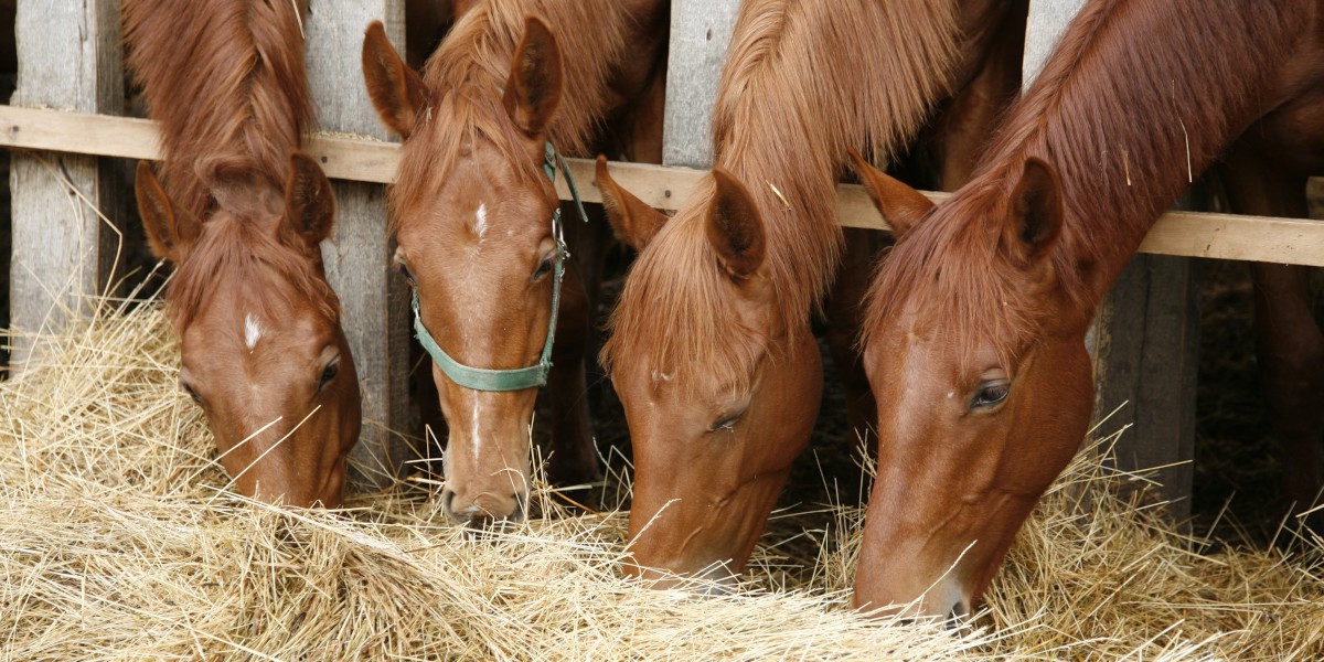 Pferde fressen Heu