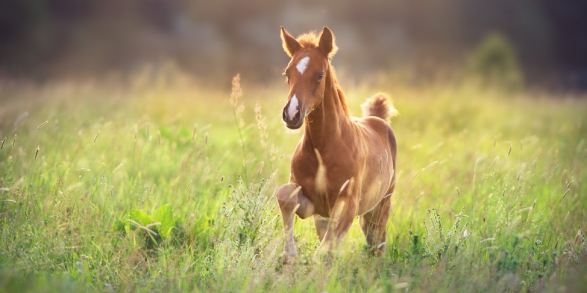 Frühlingszeit ist Fohlenzeit – die Fütterung von Stuten und Fohlen ...